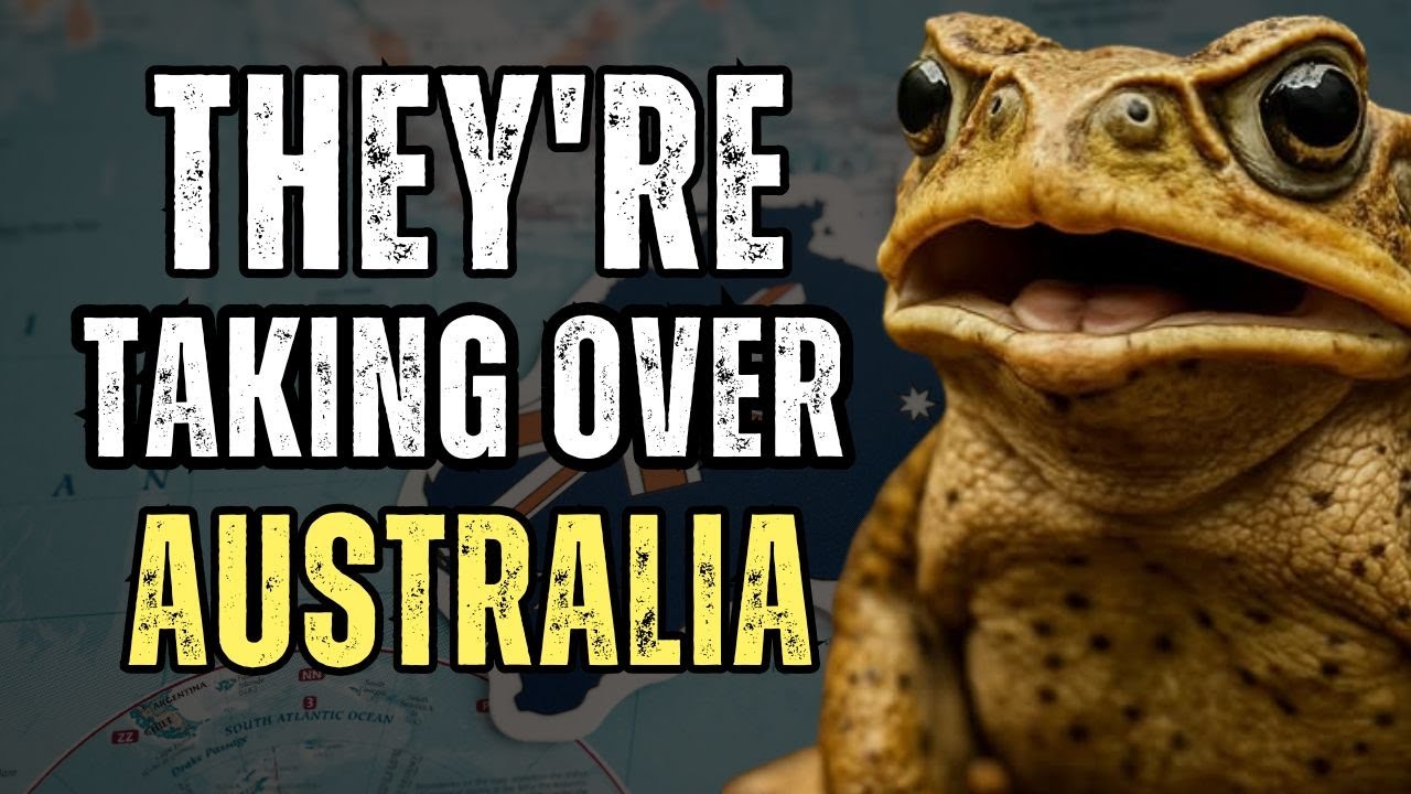How One Mistake Released 200 Million Toxic Toads Across Australia
