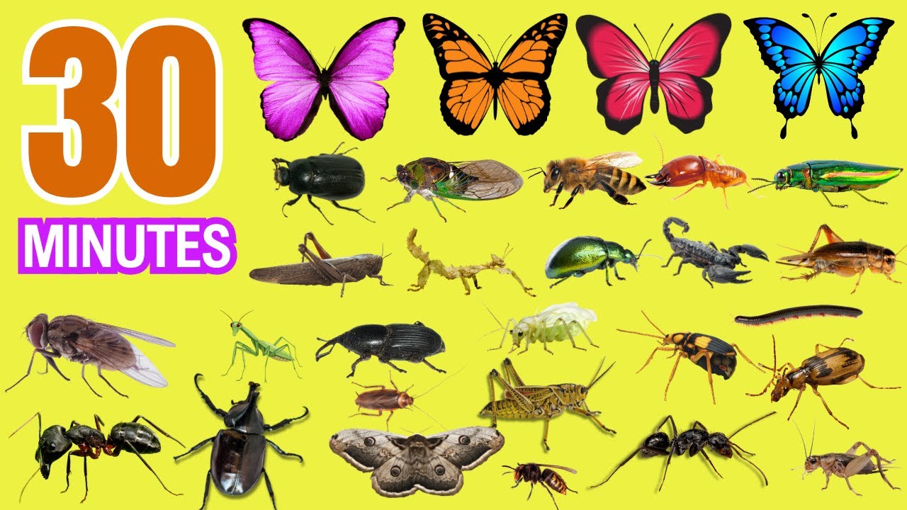 30 MINUTES Learn Bugs Names FOR EVERYBODY