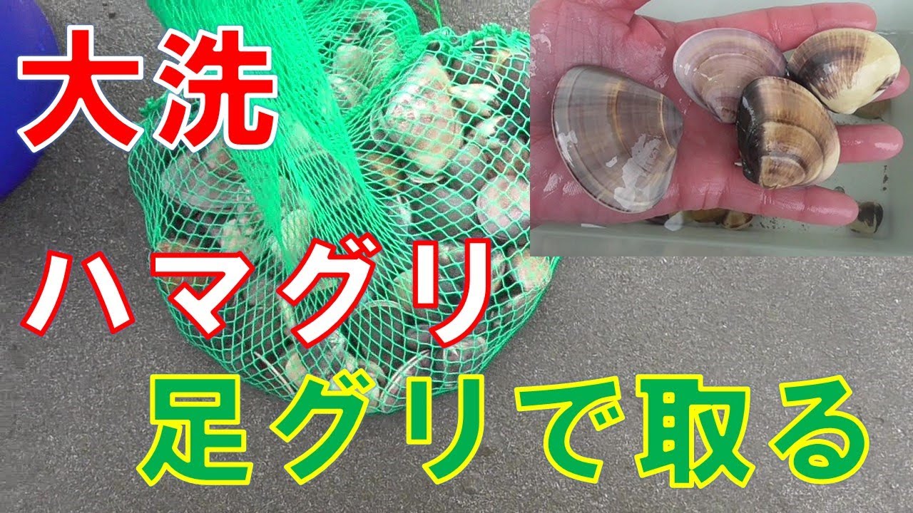 2024/4/12大洗潮干狩り　ハマグリ無料