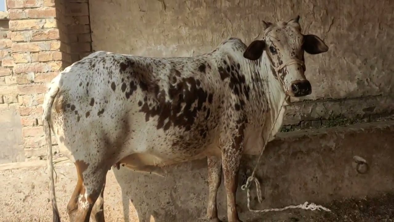 February 20, 2026 چولستانی کراس منہ سے چار دانت  برائے فروخت