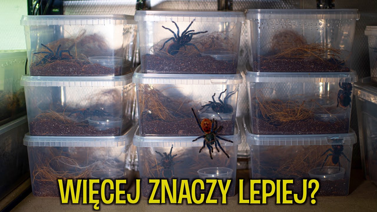 A jakby tak kupić 10 samic? 🤯 PROJEKT CHROMKA #3