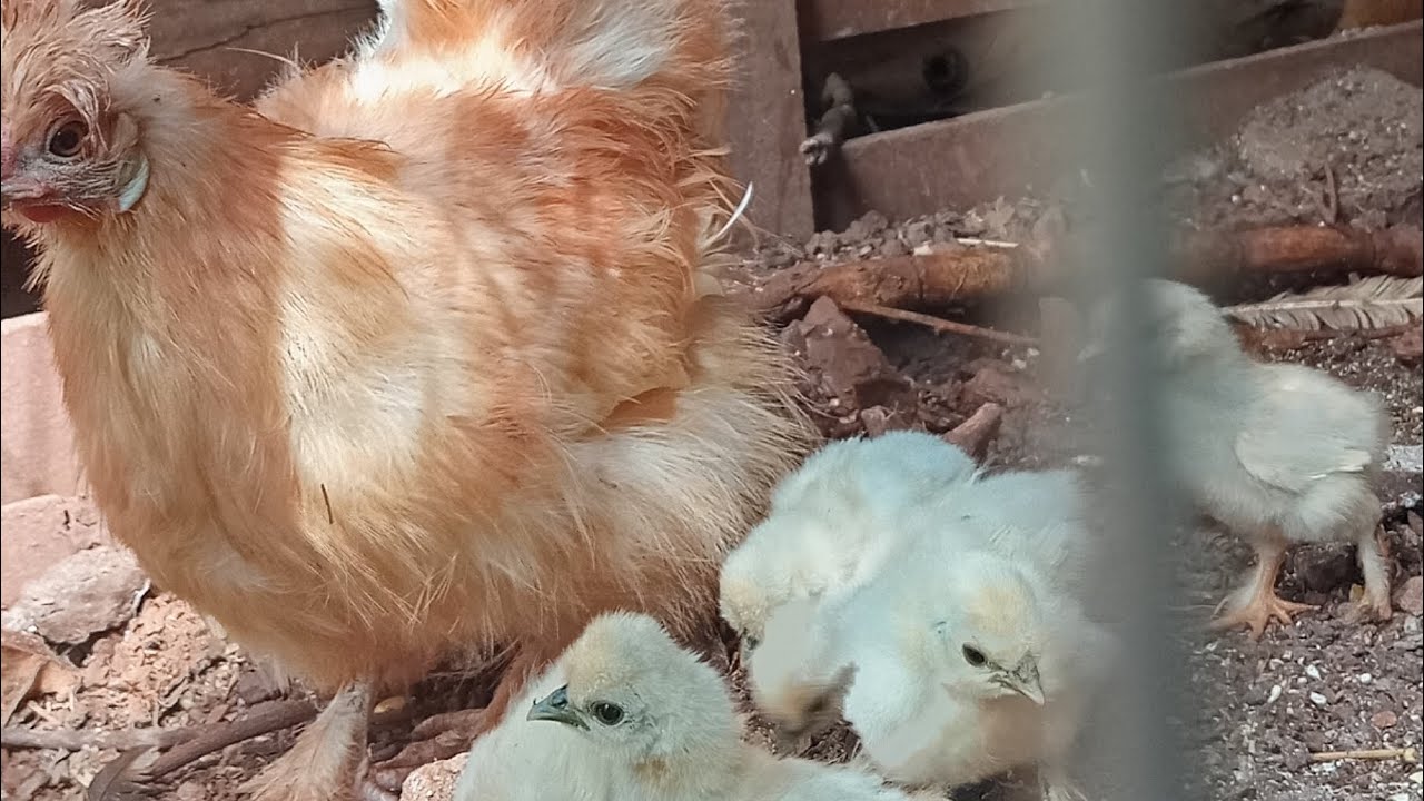 Atualizando os pintinho da sedosa