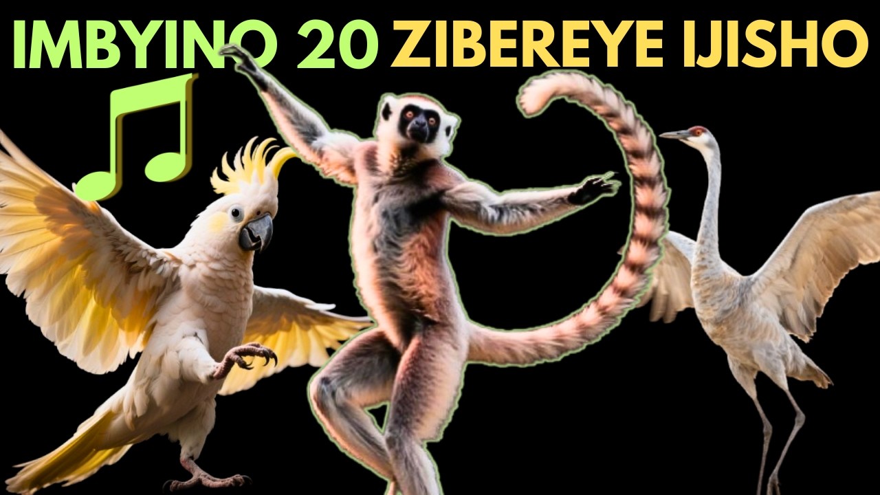 INYAMASWA 20 zizi KUBYINA neza cyane.