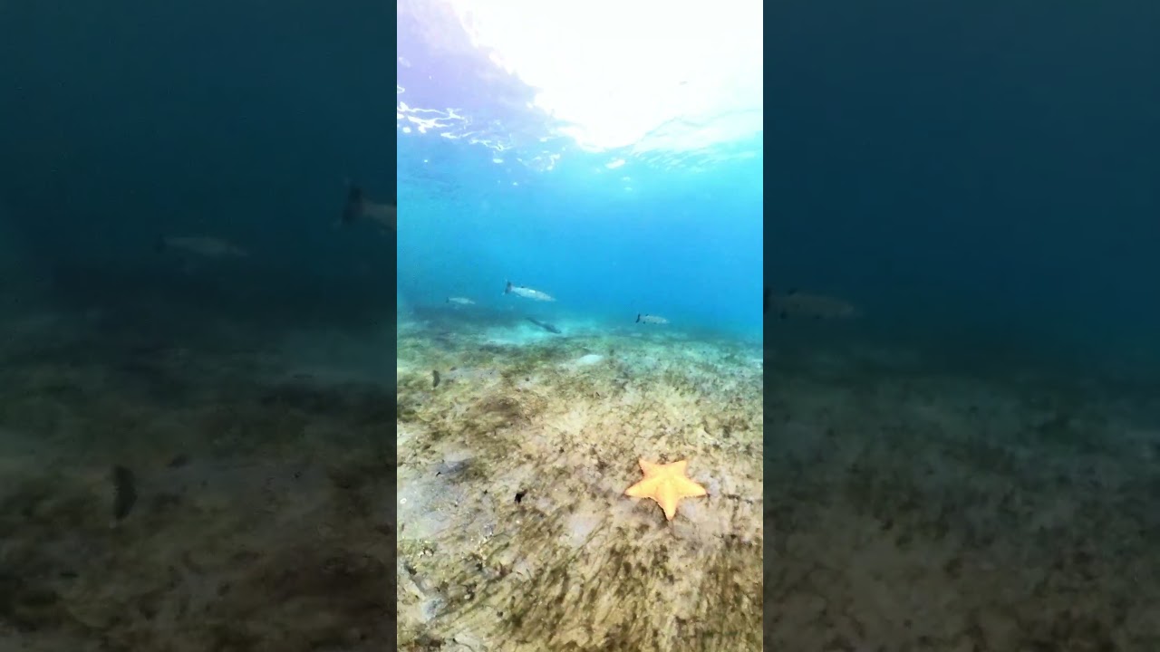 Barracuda Snorkeling Riviera Beach Phil Foster Memorial Park #beautifullydangerous