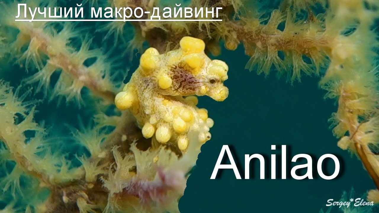 АНИЛАО - ЭТО НАДО УВИДЕТЬ !!! Лучший дайвинг !..Underwater world of Anilao...SONY RX100