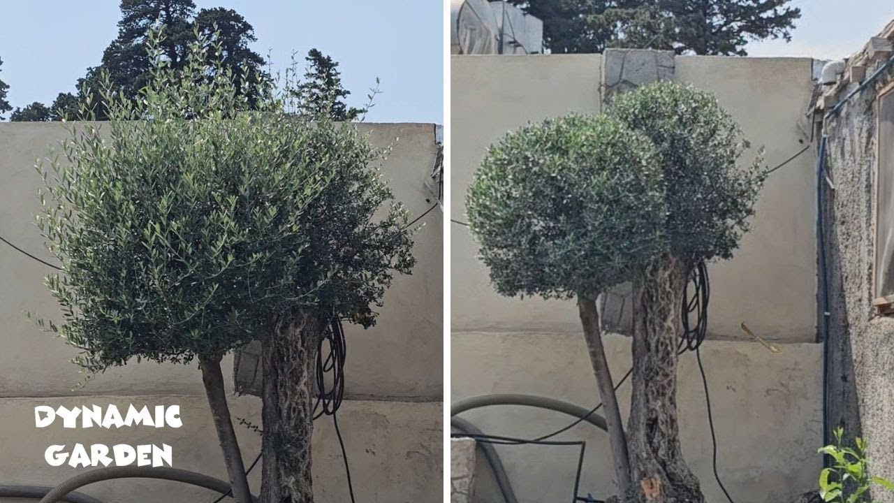 Ornamental olive tree pruning _  Easy Gardening