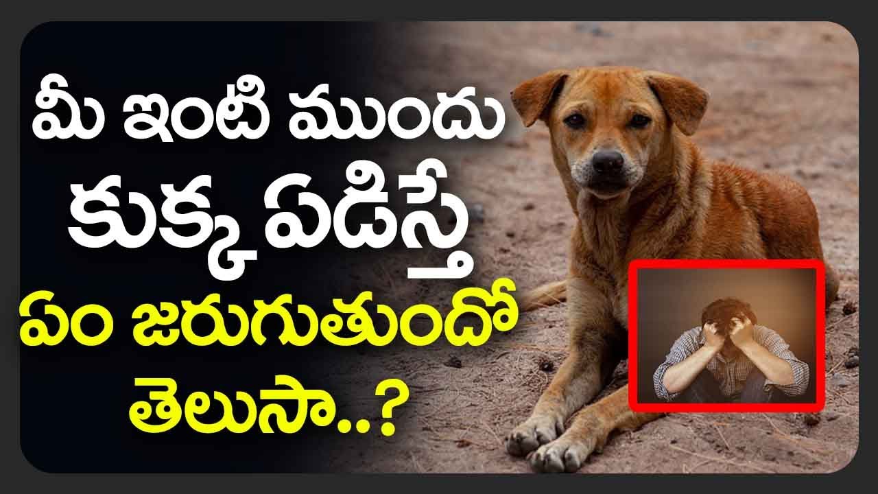 మీ ఇంటి ముందు కుక్క ఏడిస్తే ఏం జరుగుతుందో తెలుసా | Traditional Secrets Behind Dog Sounds