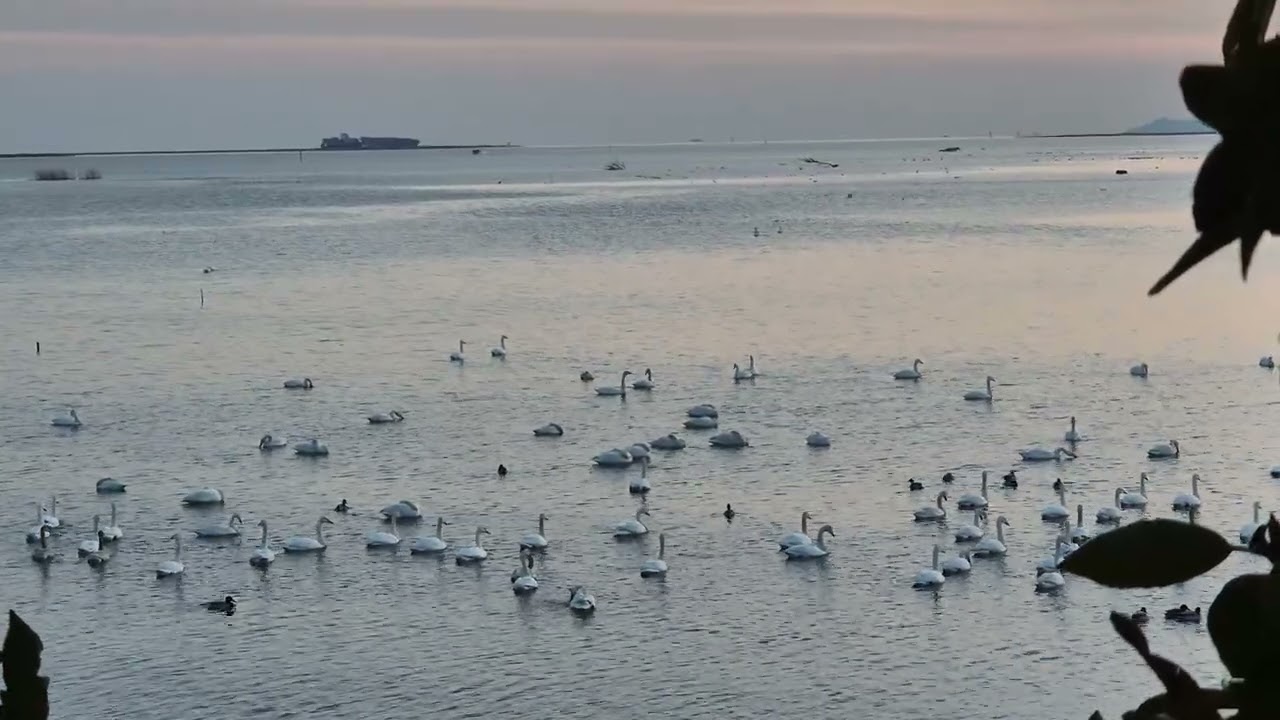 [4K ASMR] Healing Voice of Nature: Whooper Swans at Eulsukdo Island, Busan | Winter Bird Sound