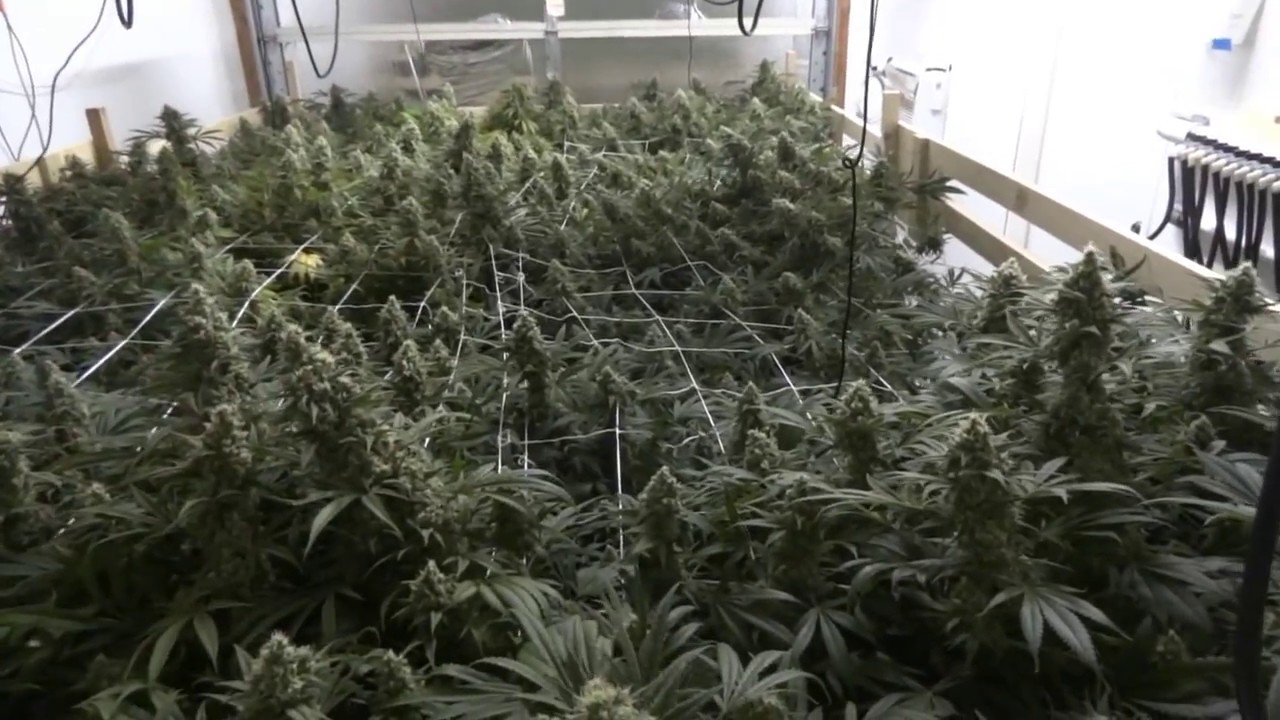 Site M - Green Crack Cannabis Grow 2.0 - Day 41 of Flower