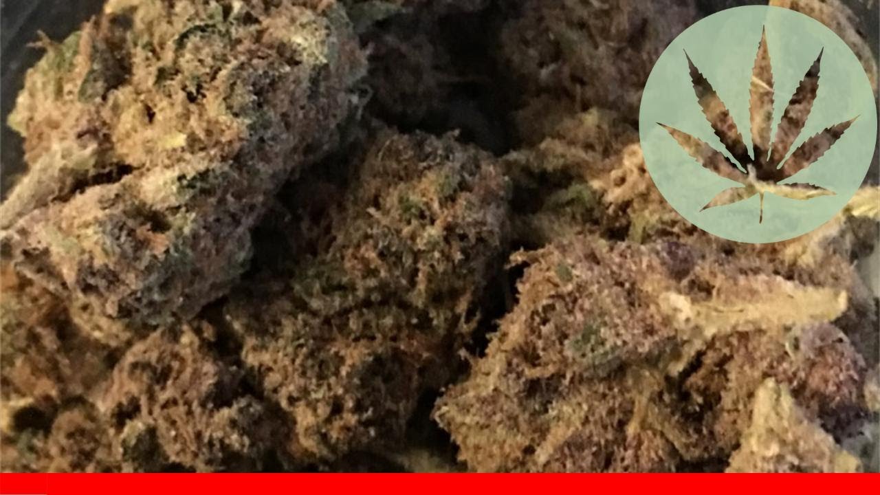 Purple Ak-47 - All About This Strain