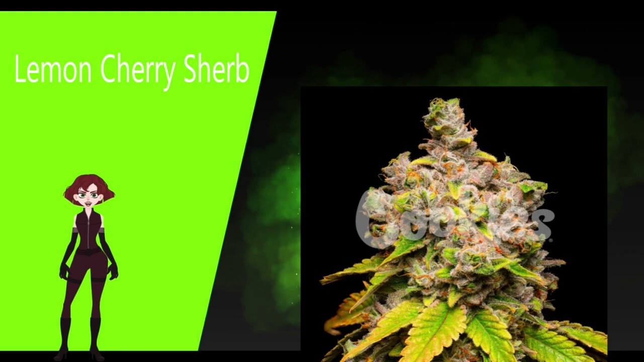 Lemon Cherry Sherb - Cookies Seed Bank