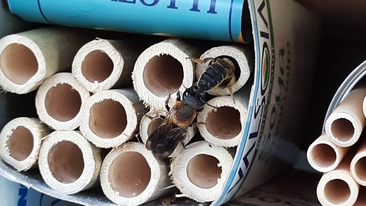 Megachile Sculpturalis, disputa per un nido (Borgo Rufo, 07/07/20)