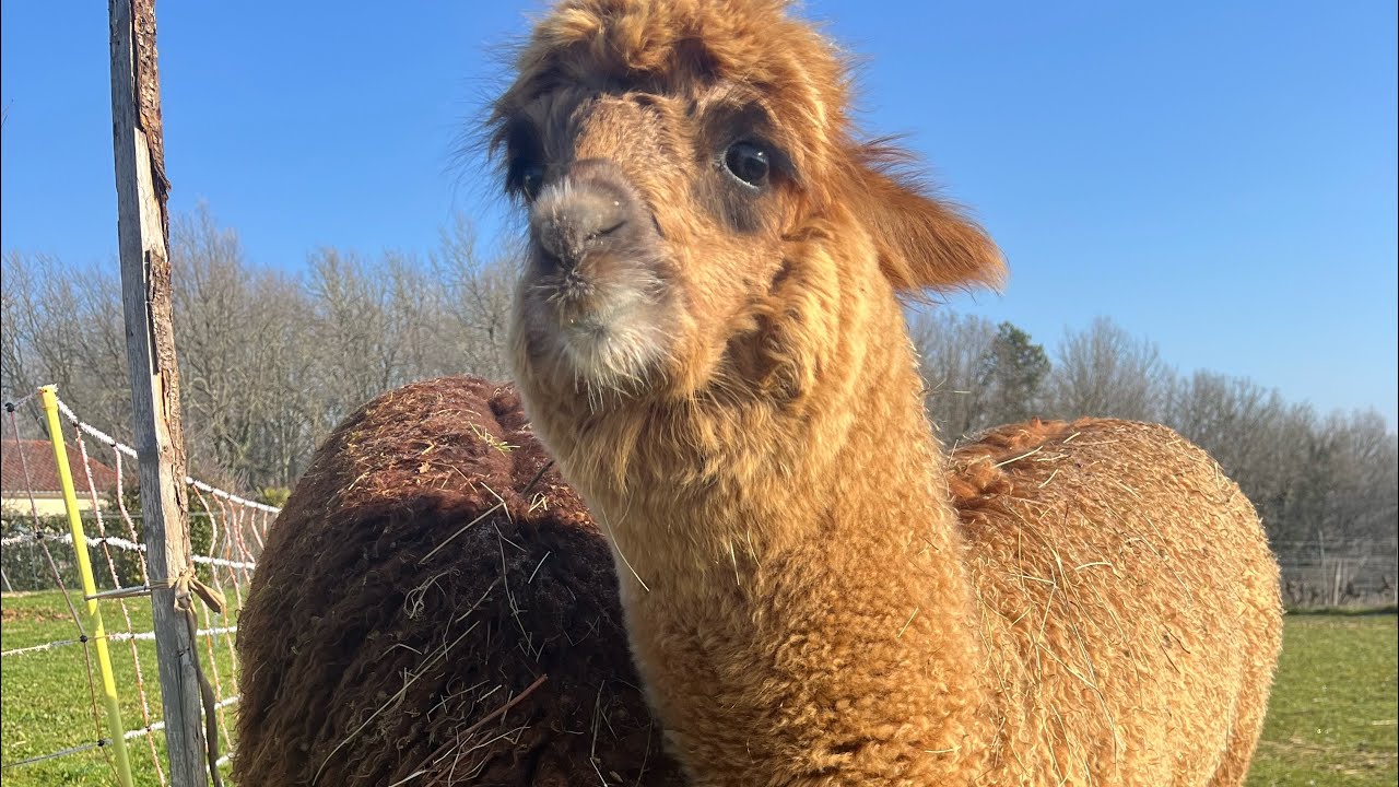 Nouveaux arrivants très rares 😍😱🦙