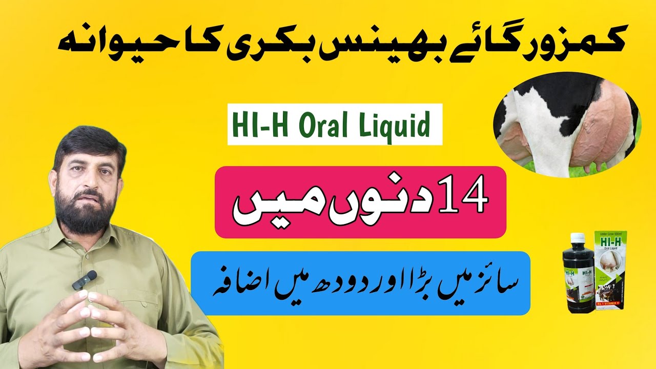 Gaye Bhains Bakri Mein حیوانہ Aur دودھ Barhain Sirf 02 ہفتوں mein | Best Product for Udder growth
