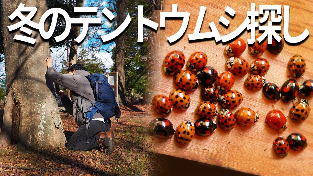 冬にテントウムシを探す方法