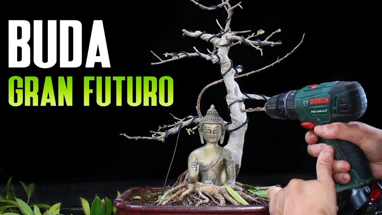 Buda de Bronce y Ficus Bonsai 2022