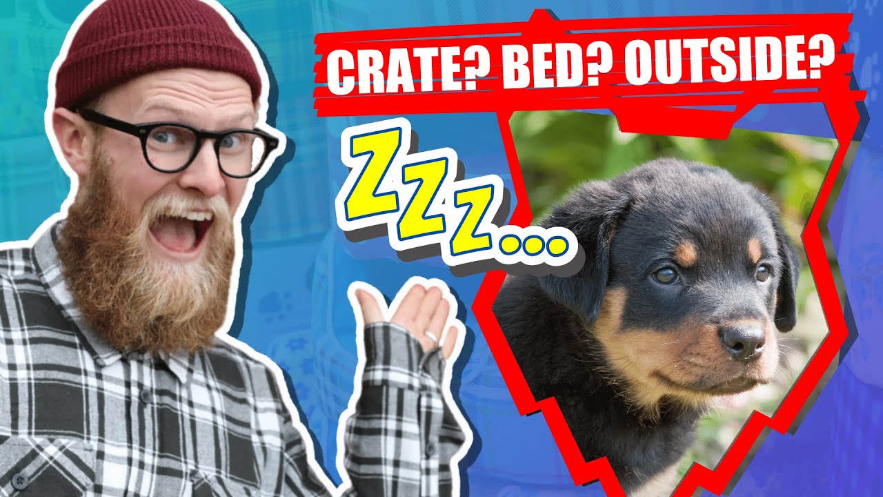 Where Should My ROTTWEILER PUPPY Sleep?