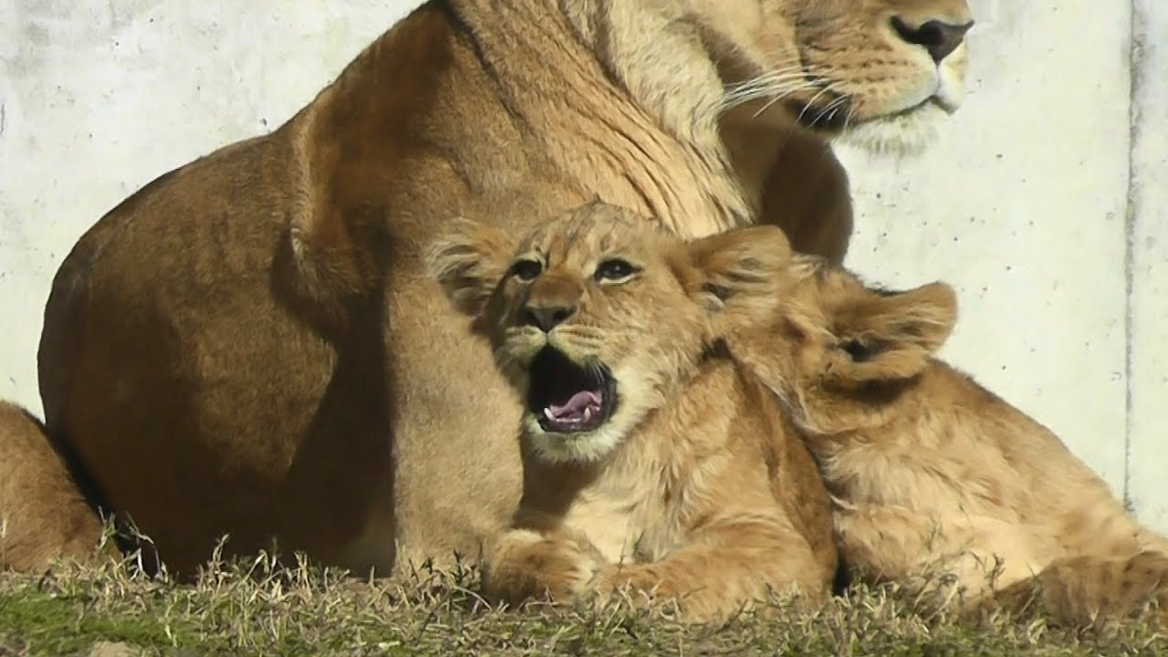 仔ライオンの鳴き声が可愛すぎる🐱🎶デン・アル・ベガ Part⑦【のんほいパーク】