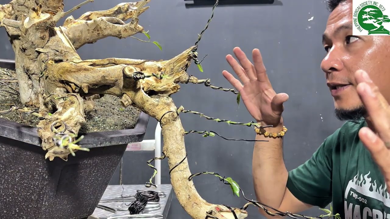 Art'bonsai101 vlog#95 part 5, 1st, workshop full cascade tugas #bonsai #tutorial 🫡🙇🏻‍♂️🫶🏼💚🇵🇭