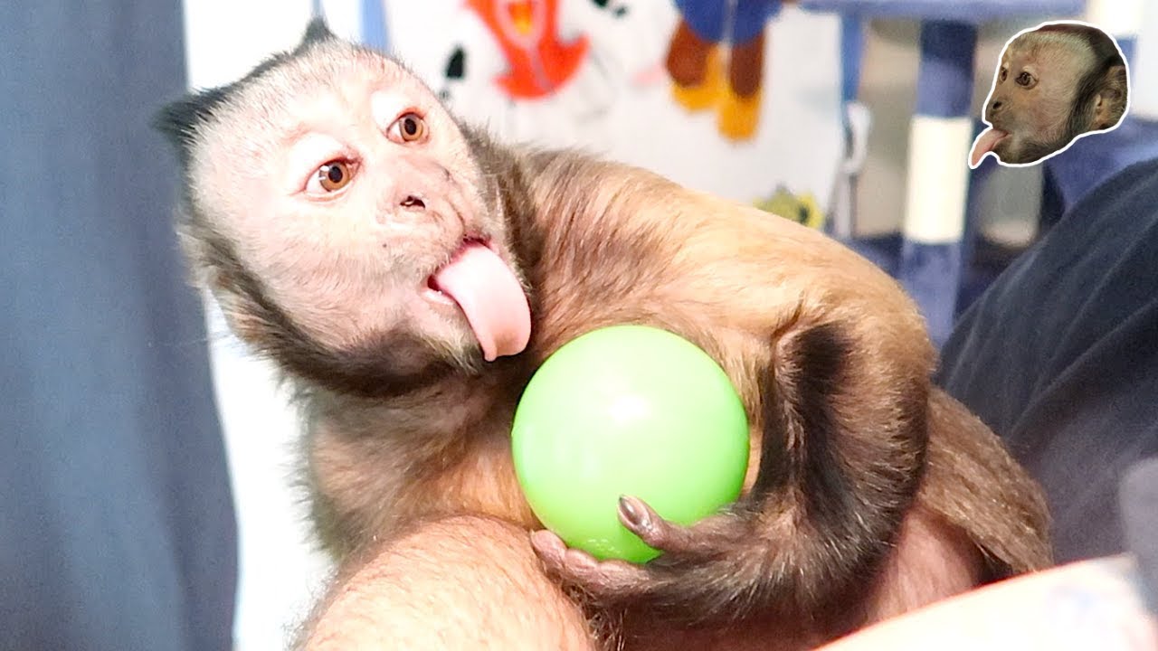 Monkey Tickles & Hide and Seek! FUN!