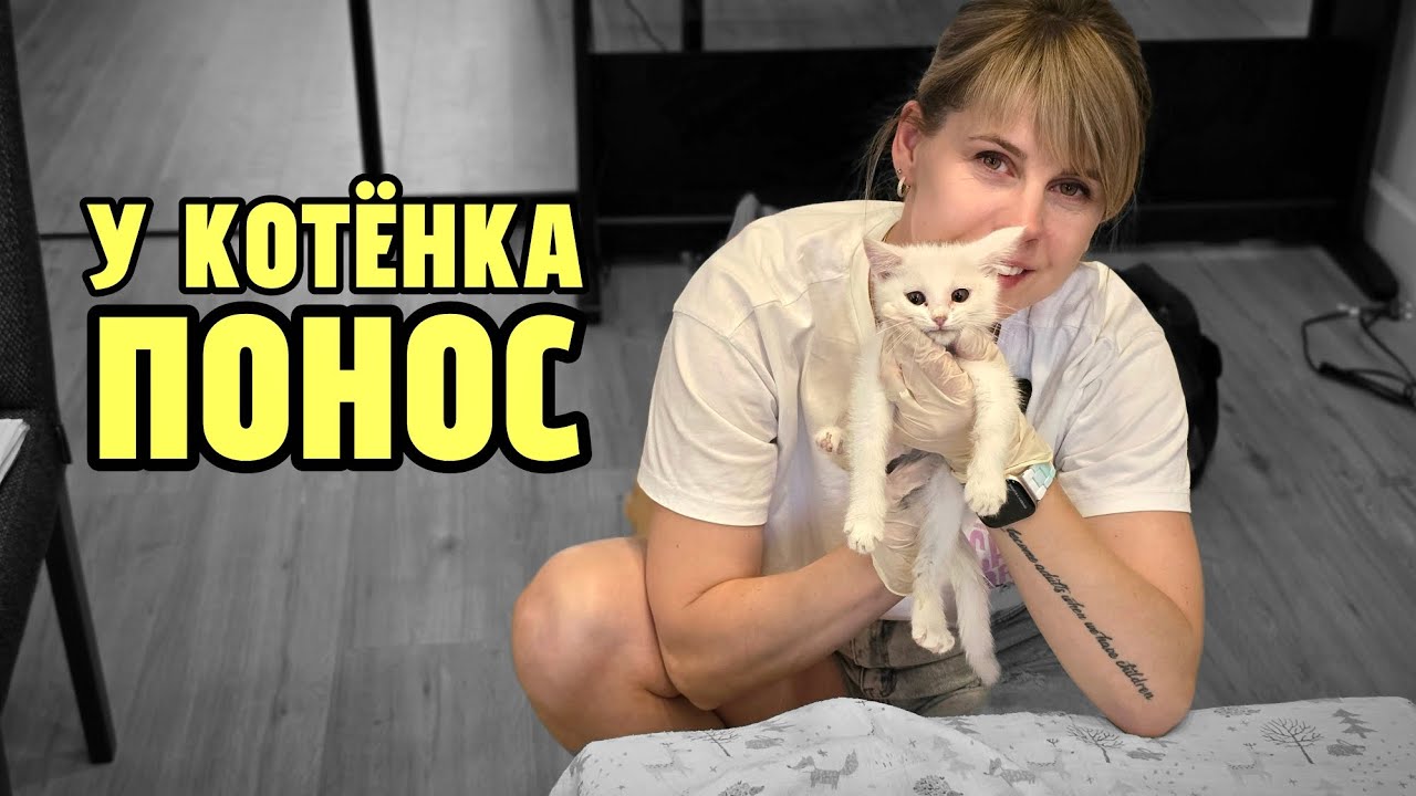 У котёнка понос