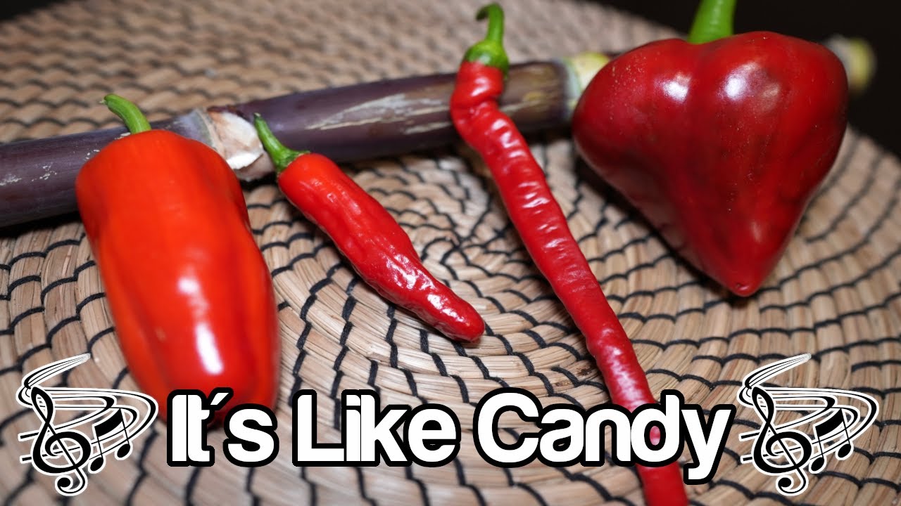 Top 4 Sweet Peppers You Should Grow!