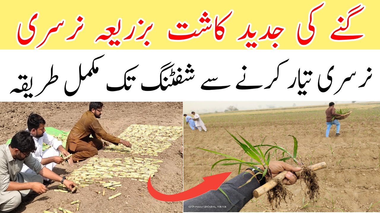 Modern Sugarcane Farming and Bud Nursery Preparation step by step complete guide