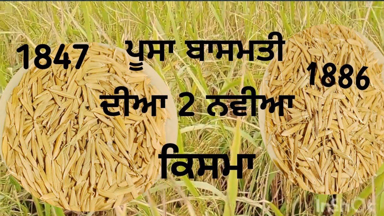 pusa Basmati 1847 pusa Basmati 1886