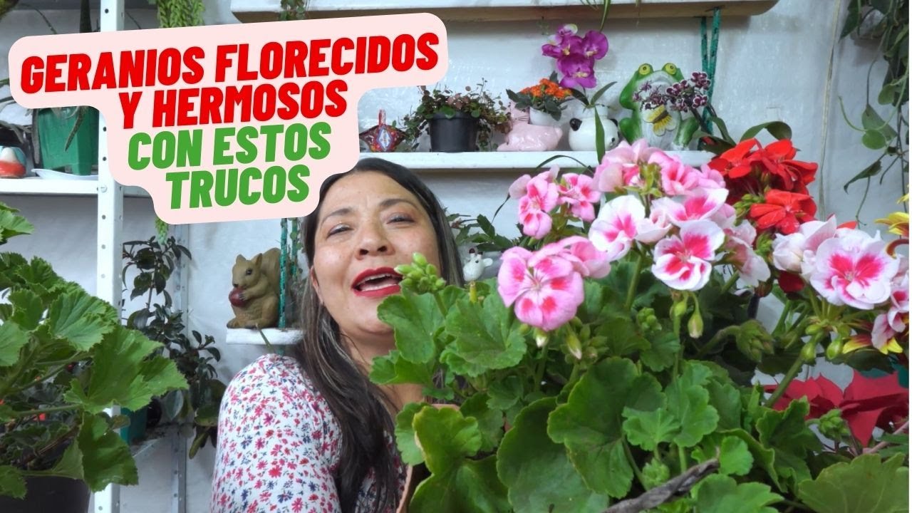 Guia Completa para Cultivar Geranios Facilmente (Novios) #plantas #geranios