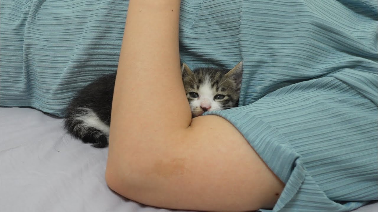 A Baby Kitten Comes into your arms While You Sleep