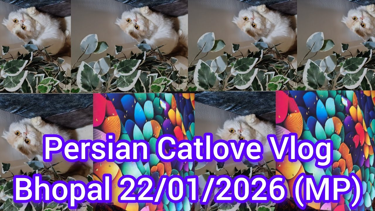 Persian Catlove 🐈Vlog Bhopal  Live ll Vlog 22/01/26 ll Youtube ll vlog video ll Viralvedeo ll Mukund