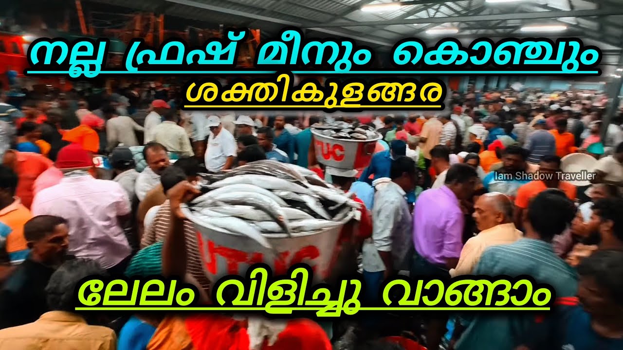 ശക്തികുളങ്ങര ഫിഷിംഗ് ഹാർബറിൽ രാവിലെ 3 മണി മുതൽ ലേലം വിളിച്ച് മീൻ കൊച്ച് ഞണ്ട് കണവ ലാഭത്തിൽ വാങ്ങാം