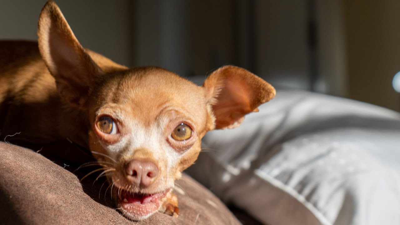 Chihuahua Dogs React to Dad Forcing Them to Compete in a Snow Maze