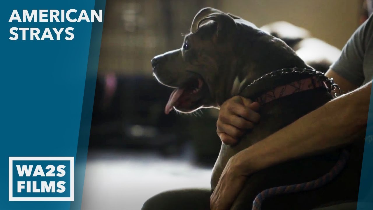 BETTER LIFE CANINE CENTER - American Strays the series Season 2 Episode 1 Hope For Dogs Like My DoDo
