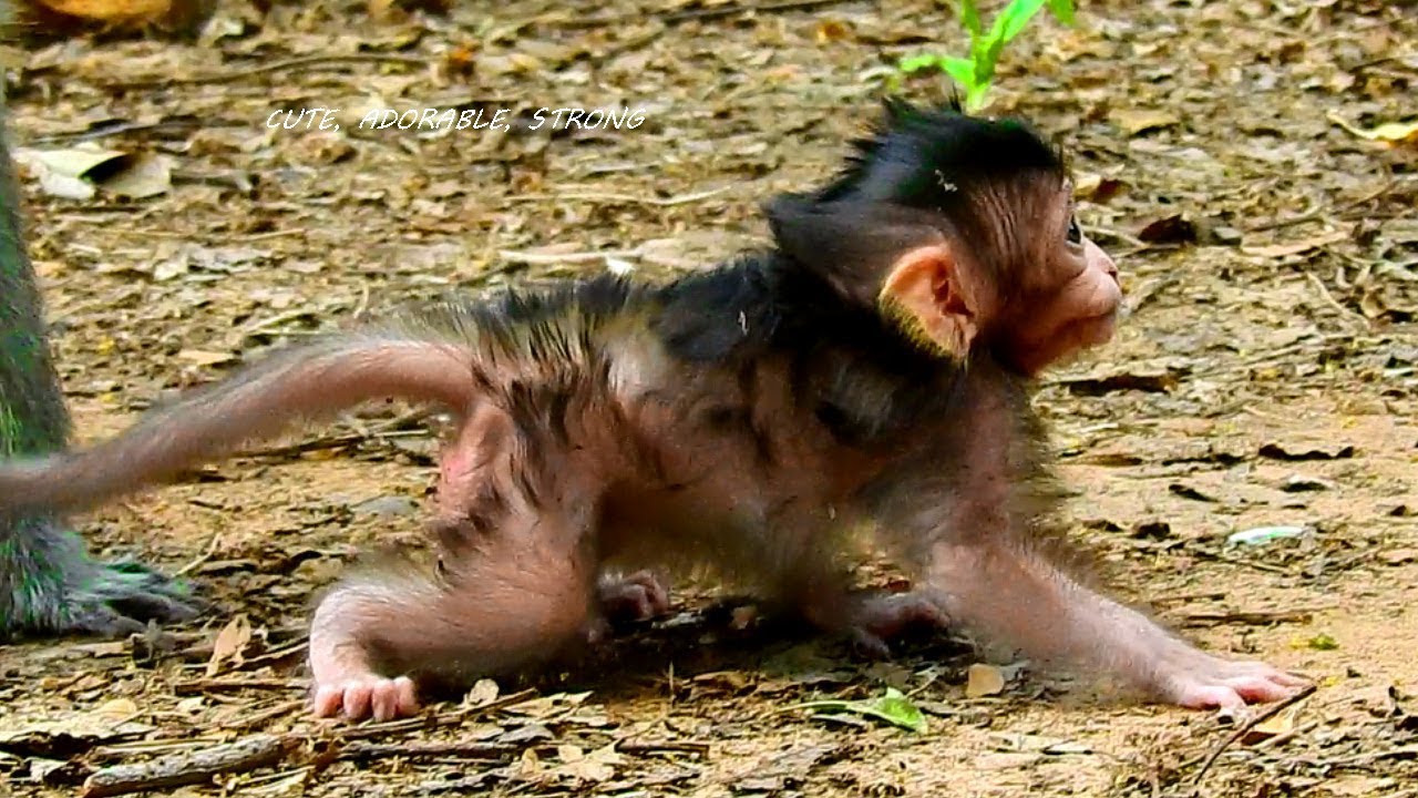 OMG,Curly Hair, Cute, Adorable Baby Lizza Can Walk Without Falling Down,Congratulation For Hard Work