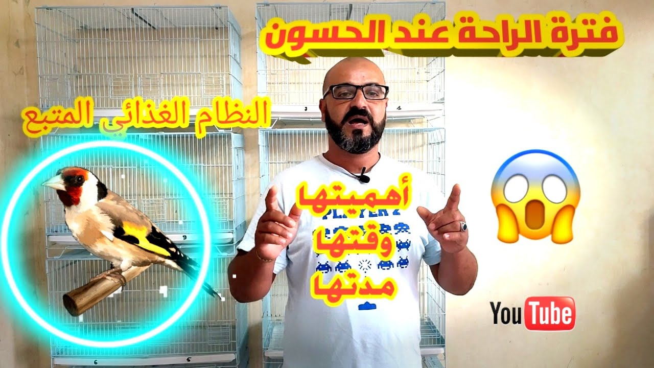 فترة الراحة عند الحسون ،أهميتها، مدتها و النظام الغذائي المتبع 💥