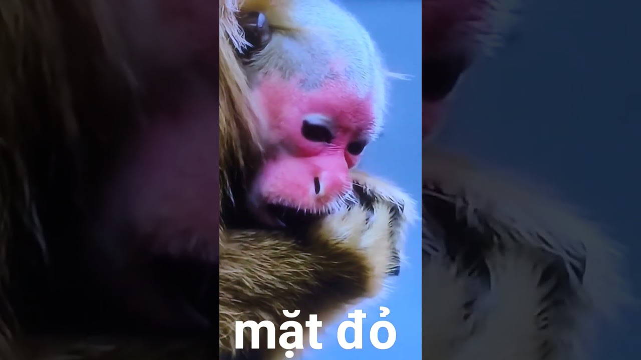 đăng ký kênh khỉ mặt đỏ nhá