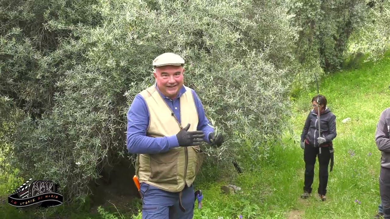 Potatura  a Vaso Policonico  [PRIMA PARTE]
