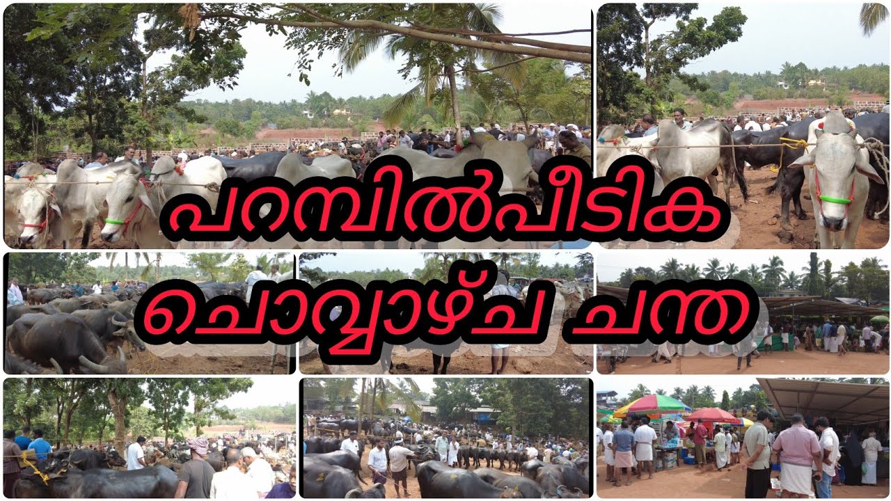 പെരുവള്ളൂർ. പറമ്പിൽപീടിക ചൊവ്വാഴ്ച 🐐🐑🐄🐃 ചന്ത #Chanda#marketing #kerala#family