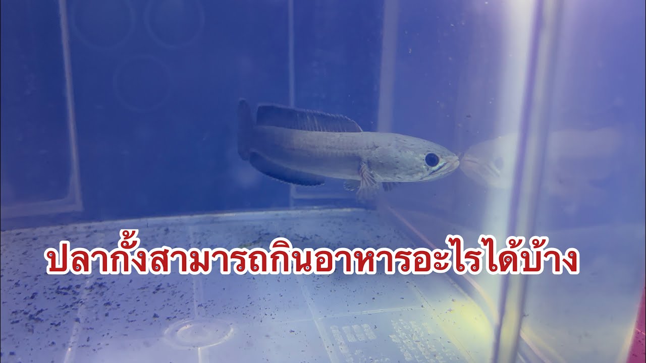ปลากั้งสามารถกินอะไรได้บ้าง