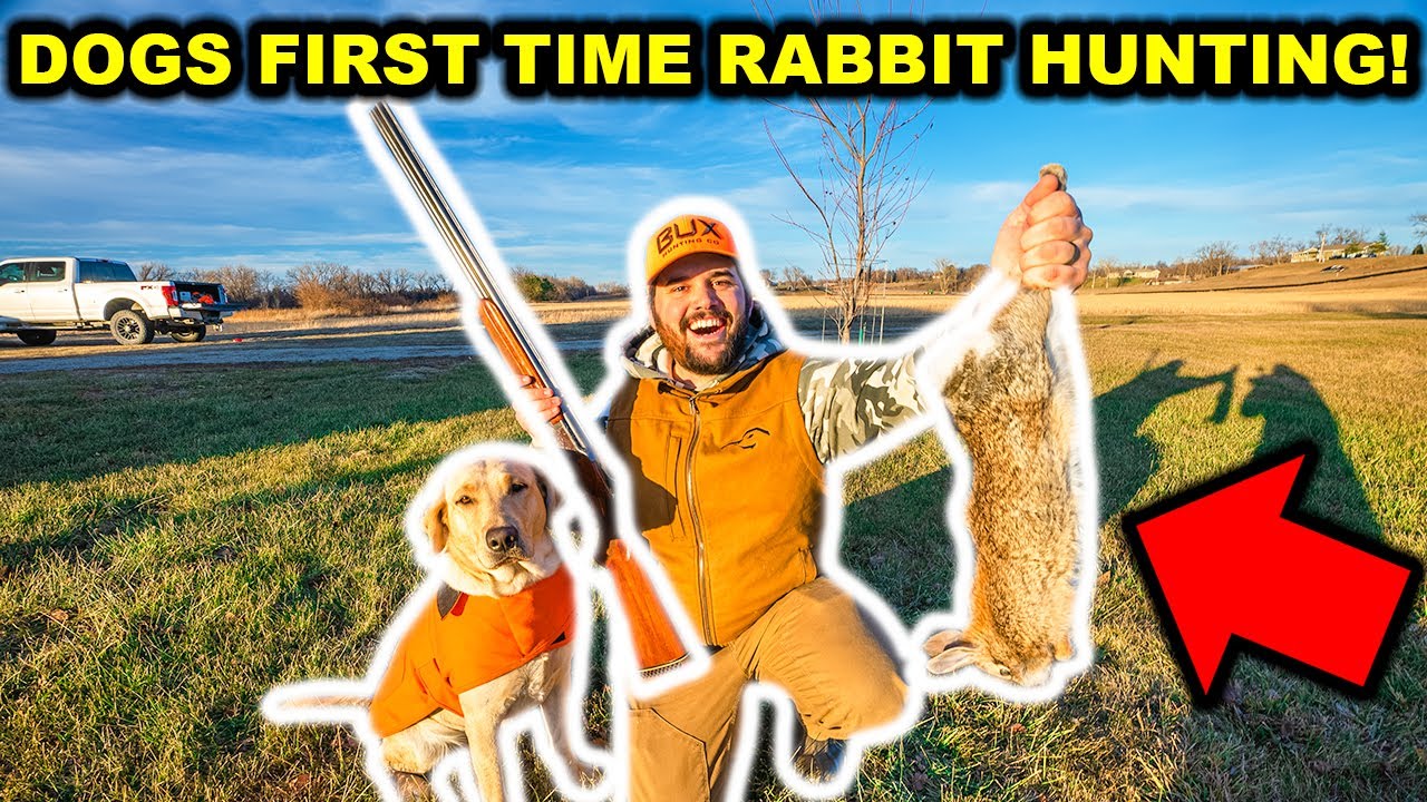 UNEXPECTED Rabbit Hunt with My DOG!!! (Catch Clean Cook)