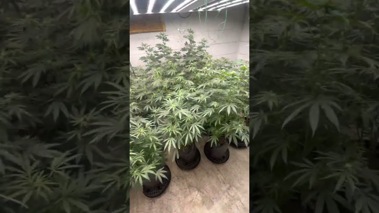 Faceded Canna | indoor grow update | Red Runtz | Berry Payton | Apple Candie | week 3 flower