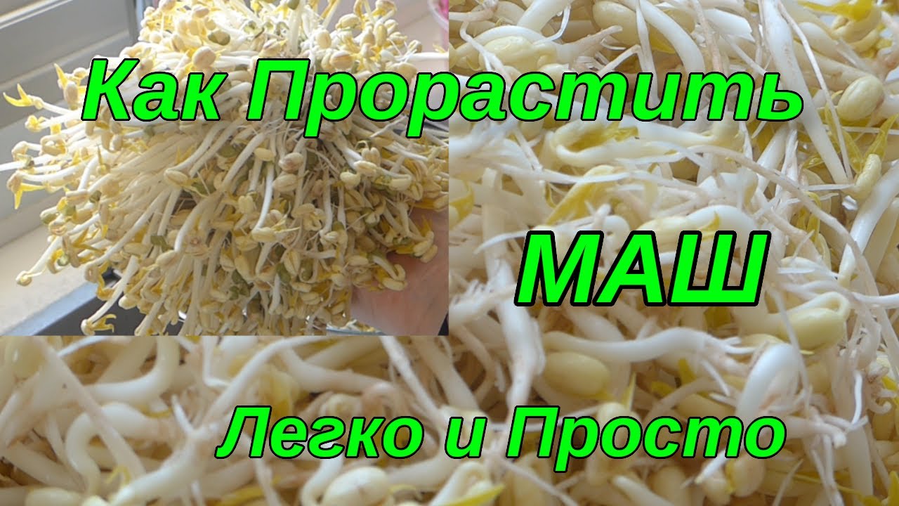 Как прорастить маш в домашних условиях .Легко и просто.