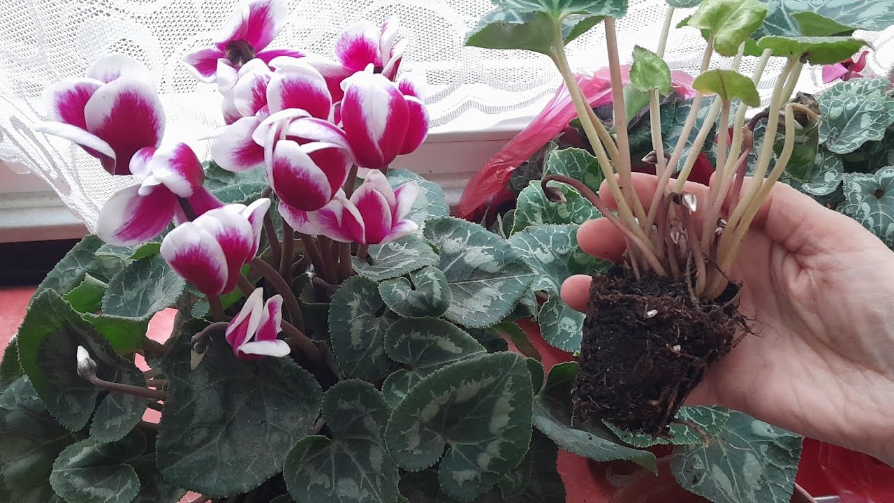 📣 SIKLAMEN (Tavşan kulağı) ÇİÇEĞİ BAKIMI EKİMİ TOPRAK KARIŞIMI #garden #plants #keşfet #gardening