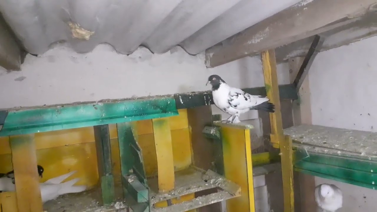 Hayırlı akşamlar dostlar seviliyorsunuz kümes calışmalarına devam saygılar 