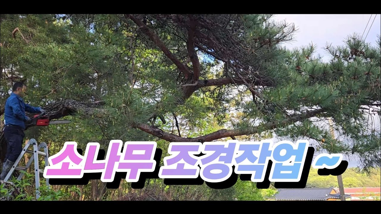 초보농군 텃밭 조경수 소나무 엔진톱 가지치기 조경작업 ~ landscape tree pine engine saw pruning work