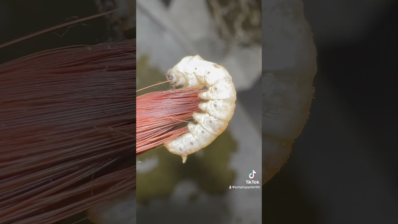 Let&rsquo;s raise silkworms! BUT WAIT.. #moths #silkworms Bombyxmori