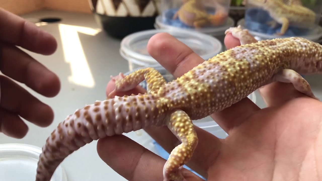 Fase Gecko Leopardo