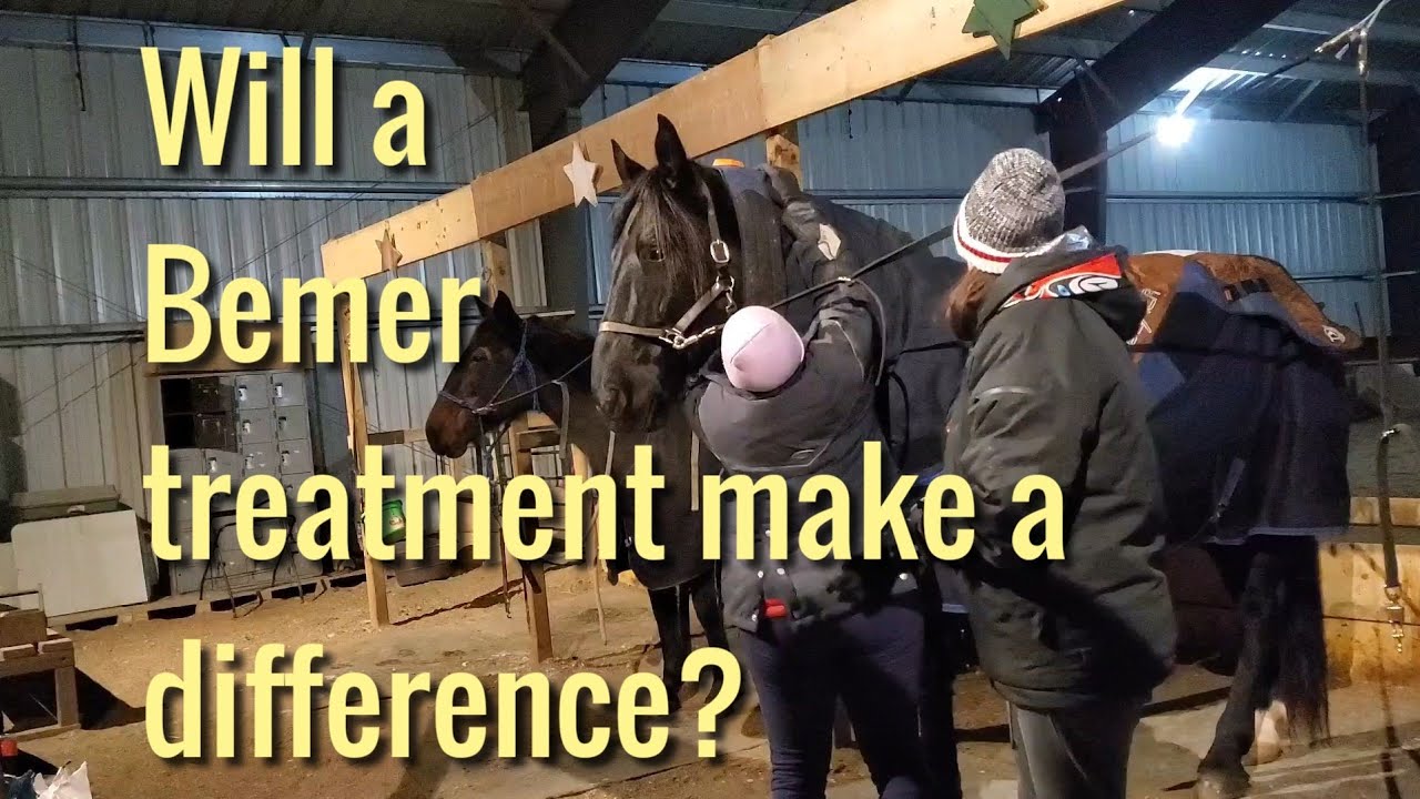 Will a Bemer Horse Treatment make a difference? I put it to the test with my horses