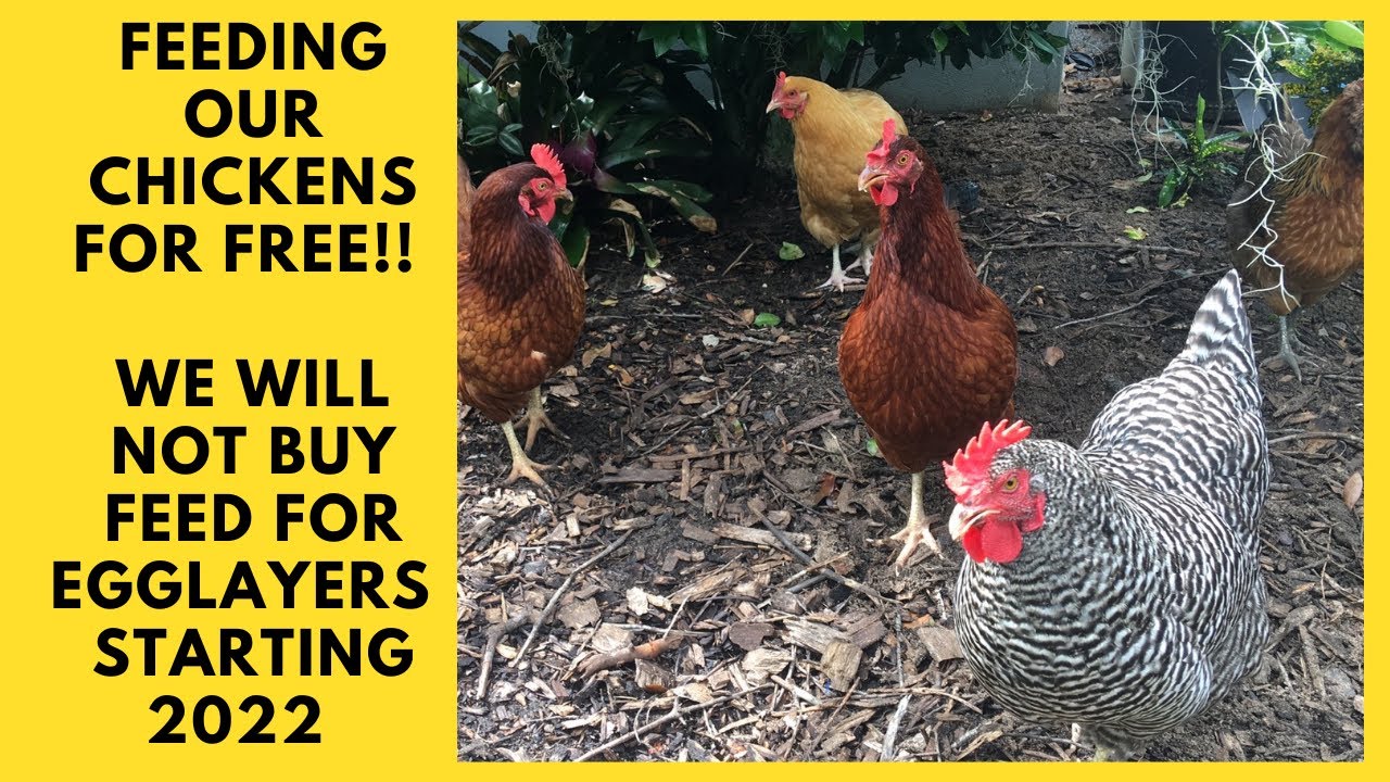 Feeding Chickens for Free in our Sustainable Permaculture Garden Food Forest